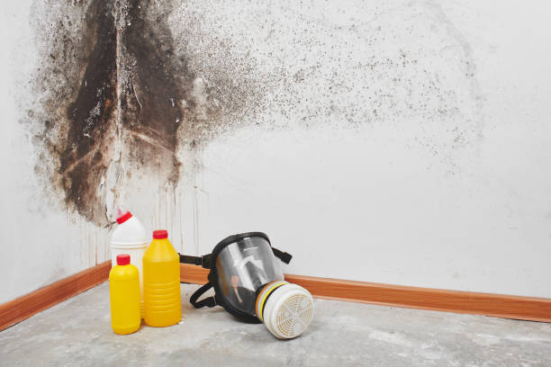 Best Attic Mold Removal  in Contoocook, NH