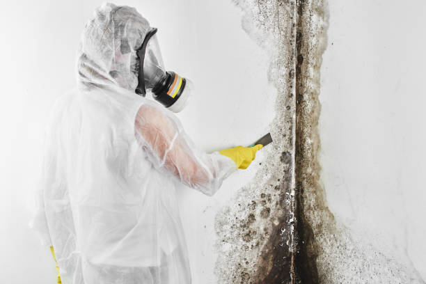 Mold Removal and Inspection in Contoocook, NH