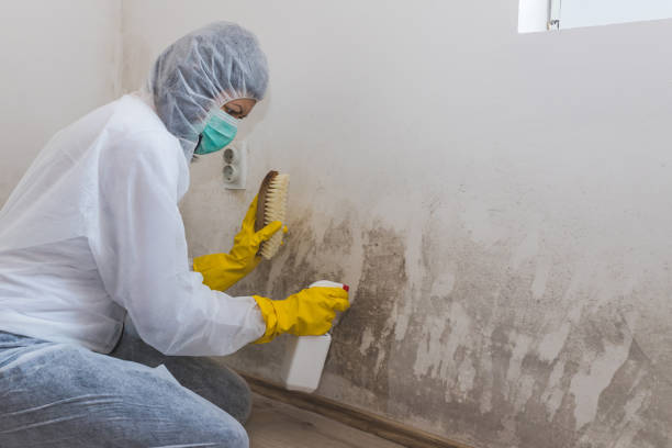 Home Mold Removal in Contoocook, NH
