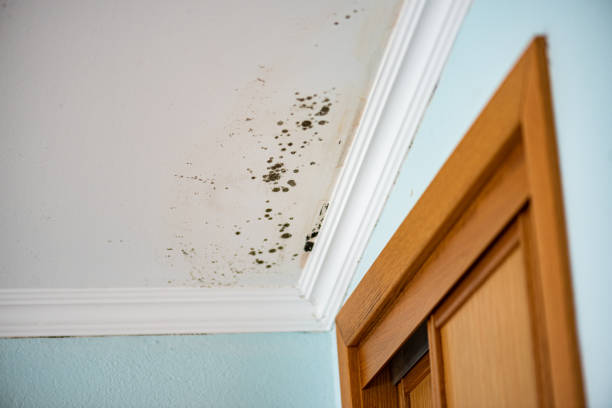 Best Crawl Space Mold Removal  in Contoocook, NH