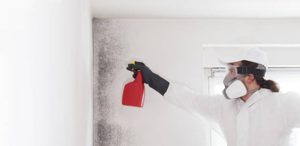 Best Black Mold Removal  in Contoocook, NH