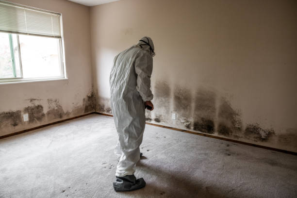 Best Toxic Mold Removal  in Contoocook, NH