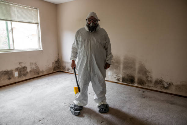 Best Local Mold Removal Service  in Contoocook, NH