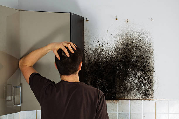 Best Mold Damage Repair  in Contoocook, NH