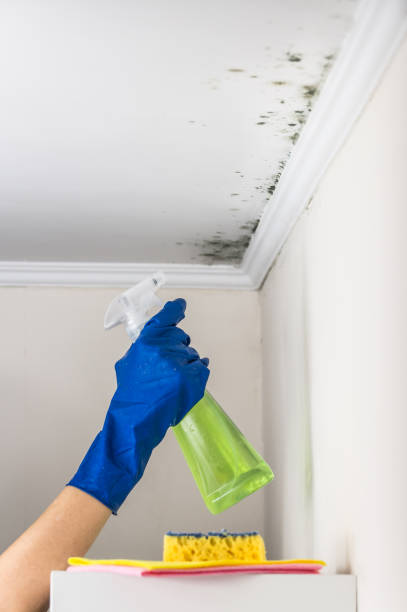 Best Best Mold Removal Companies  in Contoocook, NH