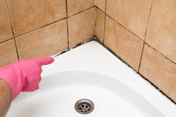 Best Mold Cleaning Services  in Contoocook, NH