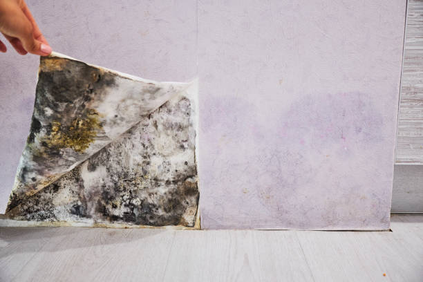 Certified Mold Removal in Contoocook, NH
